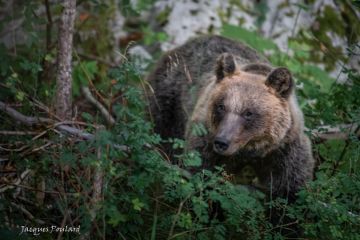 Ours marsicain, Abruzzes, Italie