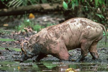 Babiroussa, Sulawesi