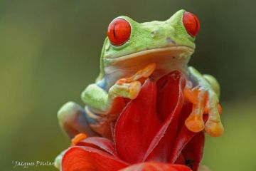Rainette aux yeux rouges