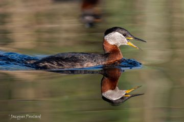 Grebe jougris