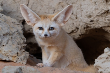 curieux