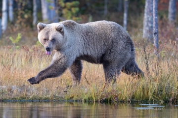la langue à l'ours