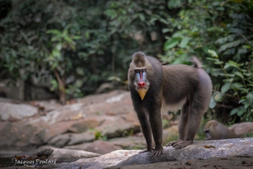 Jeune Mandrill