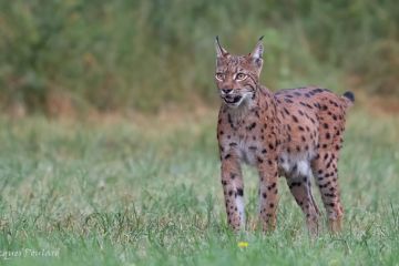 Lynx femelle, Bugey, plateau d'Hauteville, France