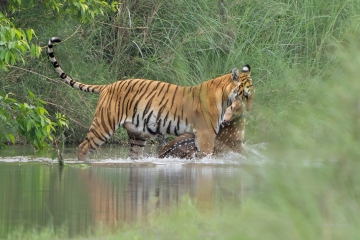 tigre et sa proie