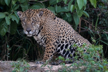 Jaguar