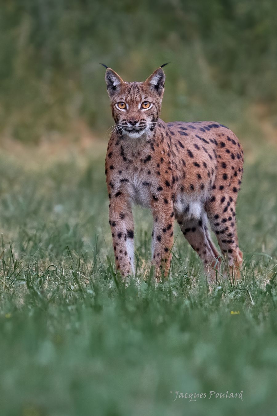 Juillet 2020, au lever du jour le rêve de tout photographe animalier : une femelle Lynx, Bugey