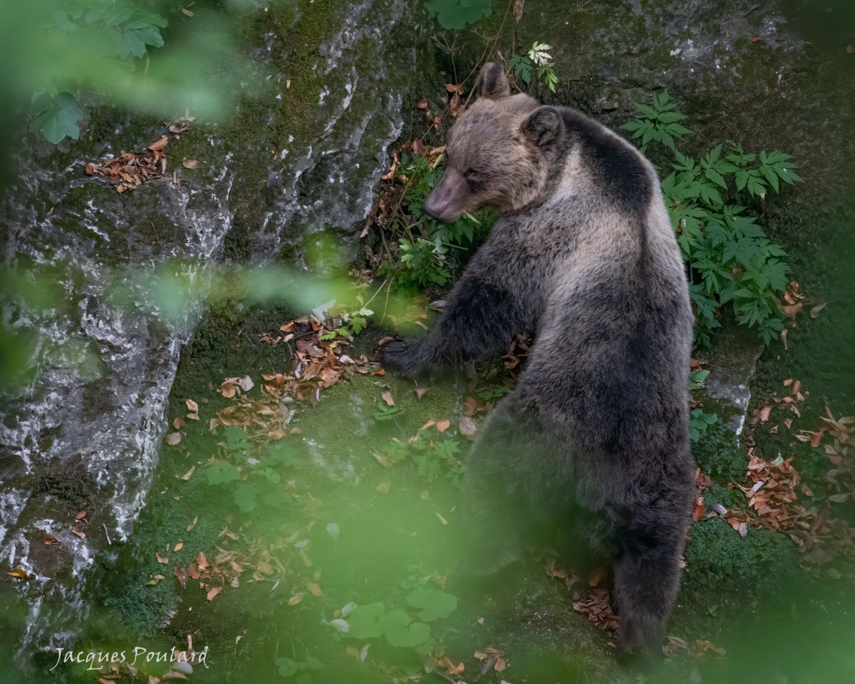 Septembre 2020, il ne reste dans le massif des Abruzzes qu\'une petite cinquantaire d\'ours marsicain, sous espèce d\'ours brun, rencontre tôt le matin.