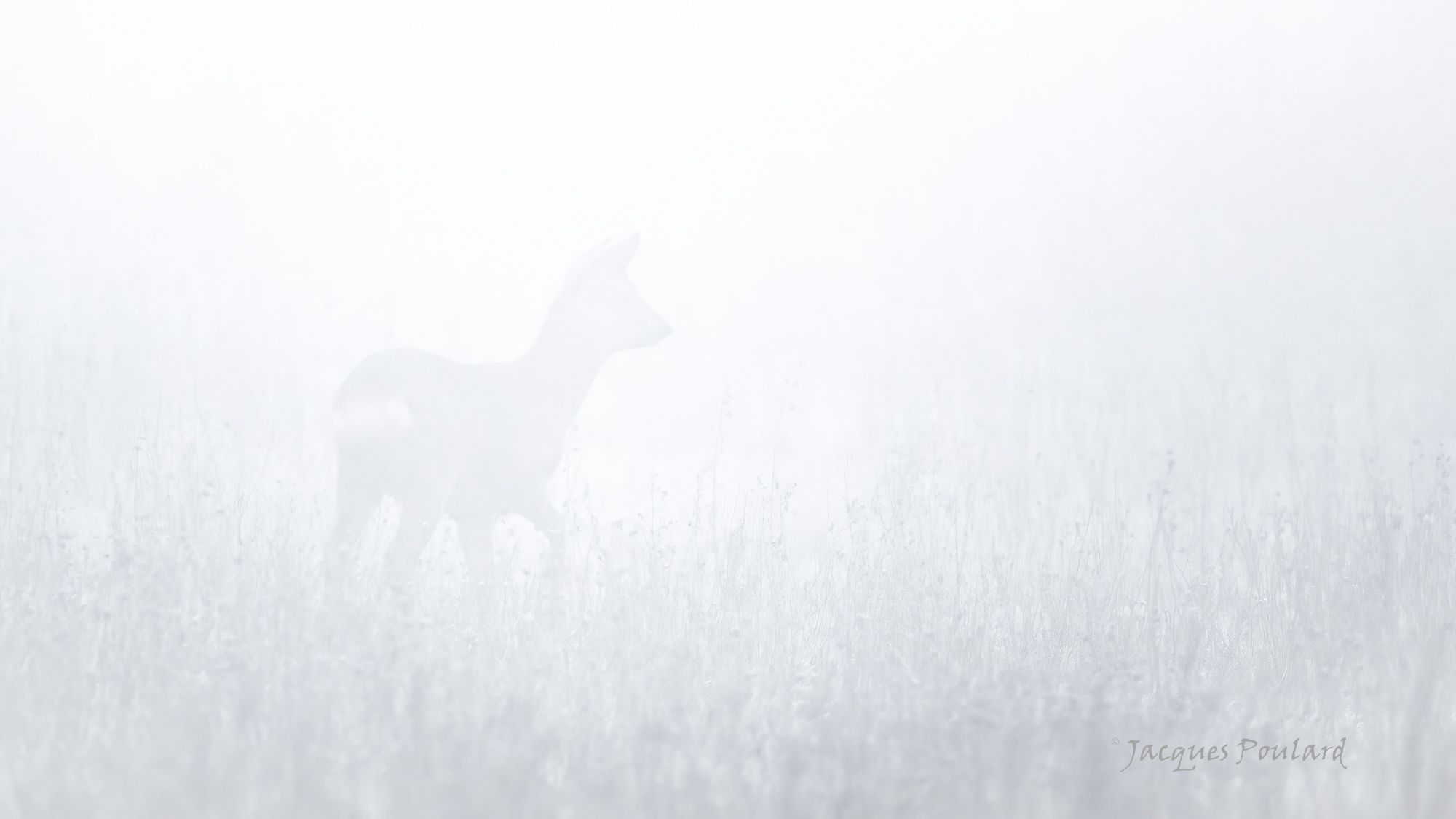 Novembre 2020, chevreuil au petit matin dans un brouillard givré, plateau d\'Hauteville