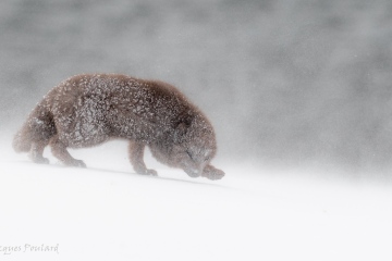 Renard polaire, Islande