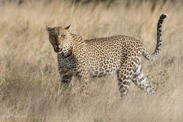 En chasse , Samburu