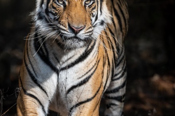 Bandhavgarh-N.P.-1