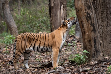 Kanha-1