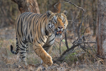 Tadoba N.P.