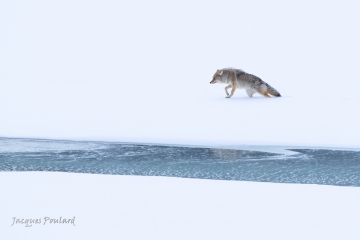 Coyote