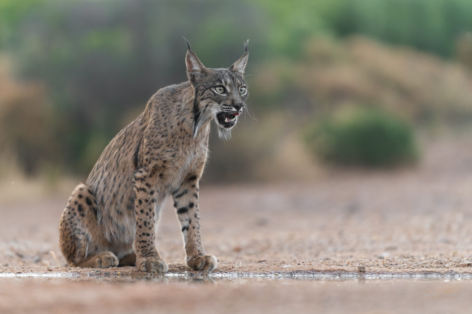 lynx
